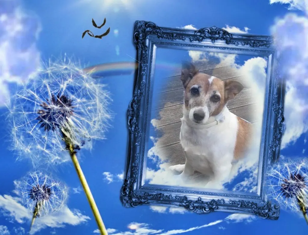 Andachtsbild von Sabine mit Luna & Milo tief im Herzen