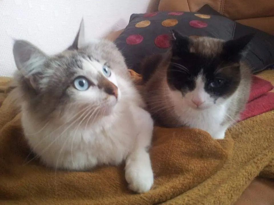 Image from Nana