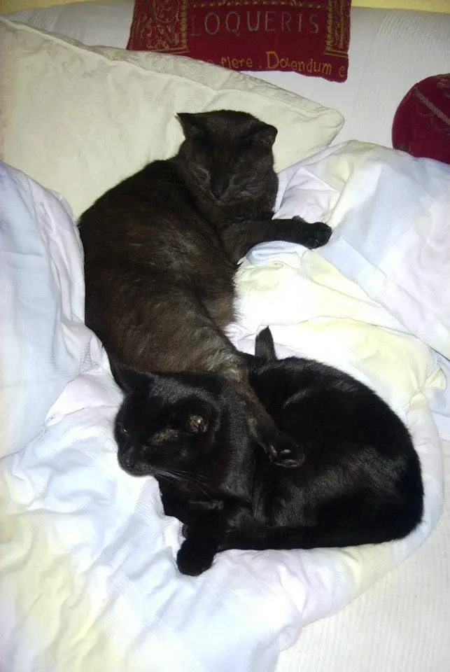 Image from Samson