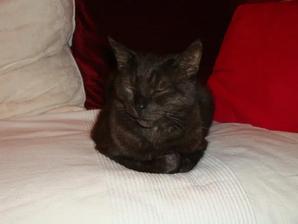 Image from Samson