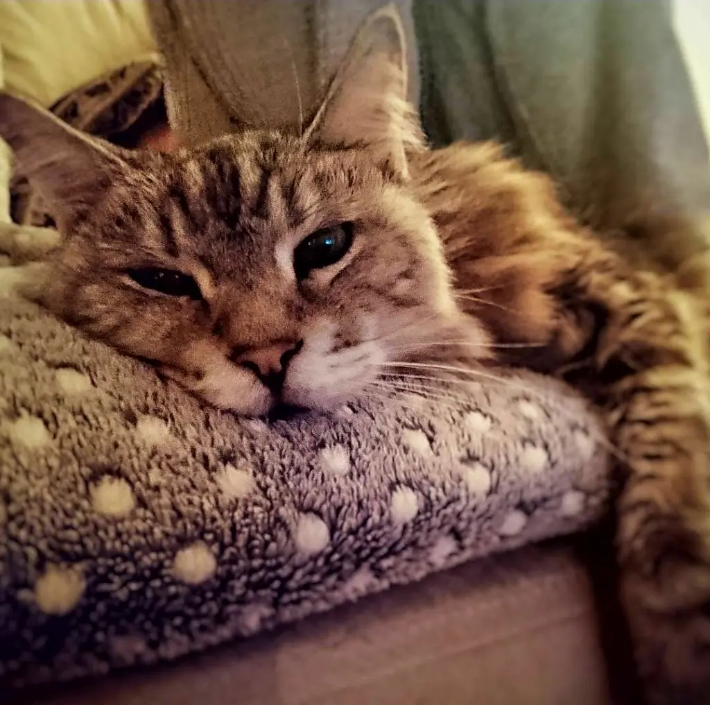 Andachtsbild von Barbara