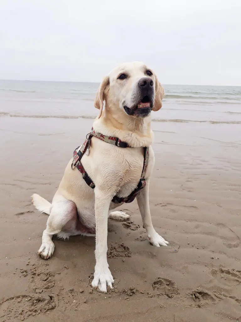 Andachtsbild von Andrea