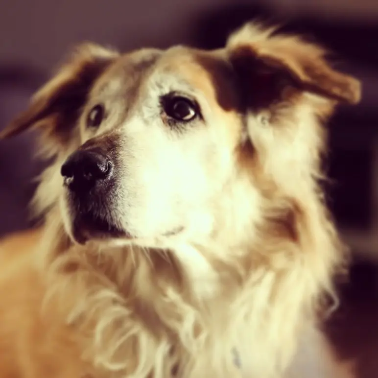 Image from Oscar