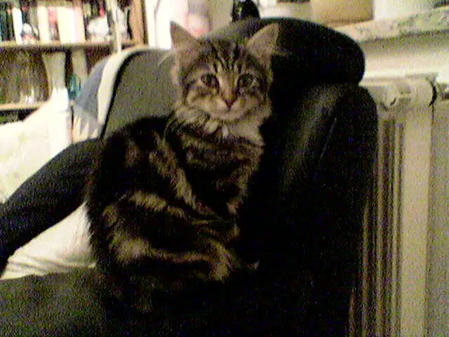 Image from Gizmo
