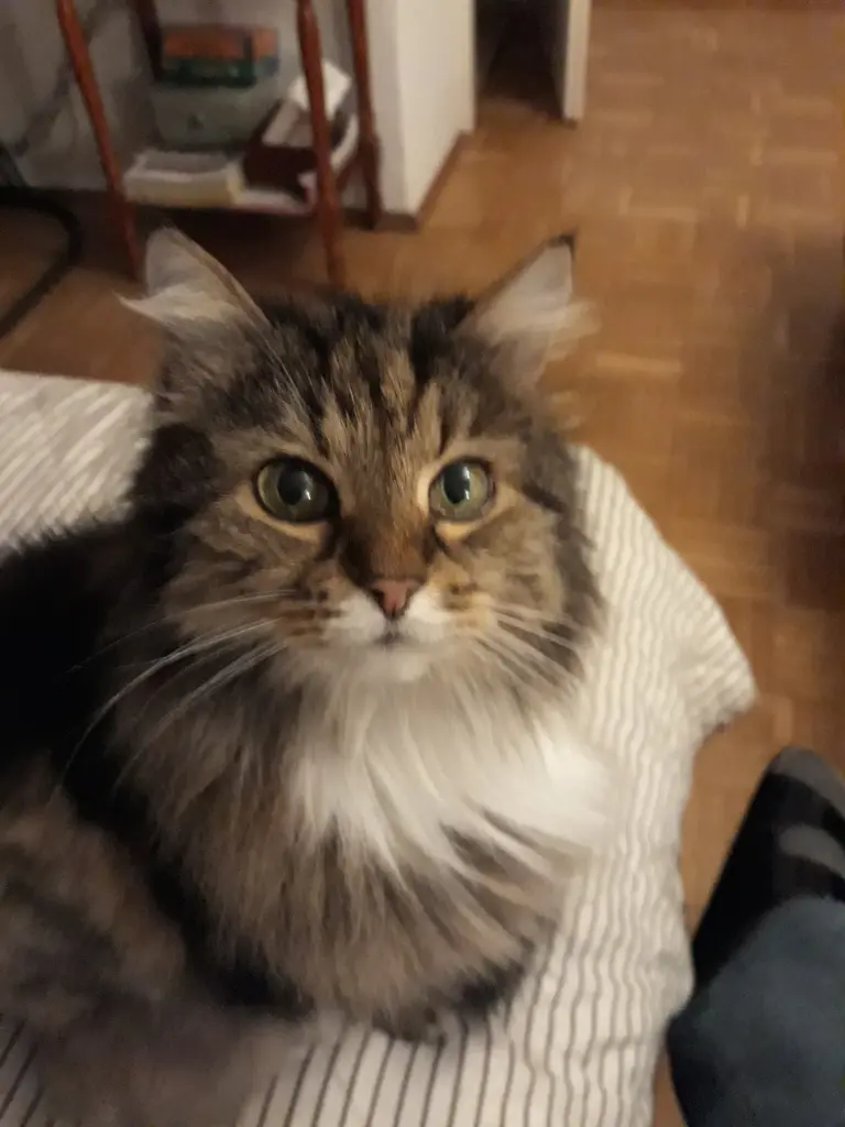 Image from Gizmo