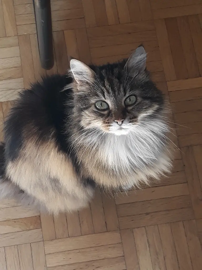 Image from Gizmo