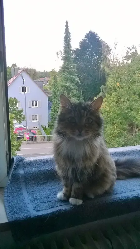Image from Gizmo