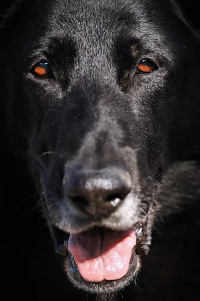 Image from Cosmo vom Kämpferherz