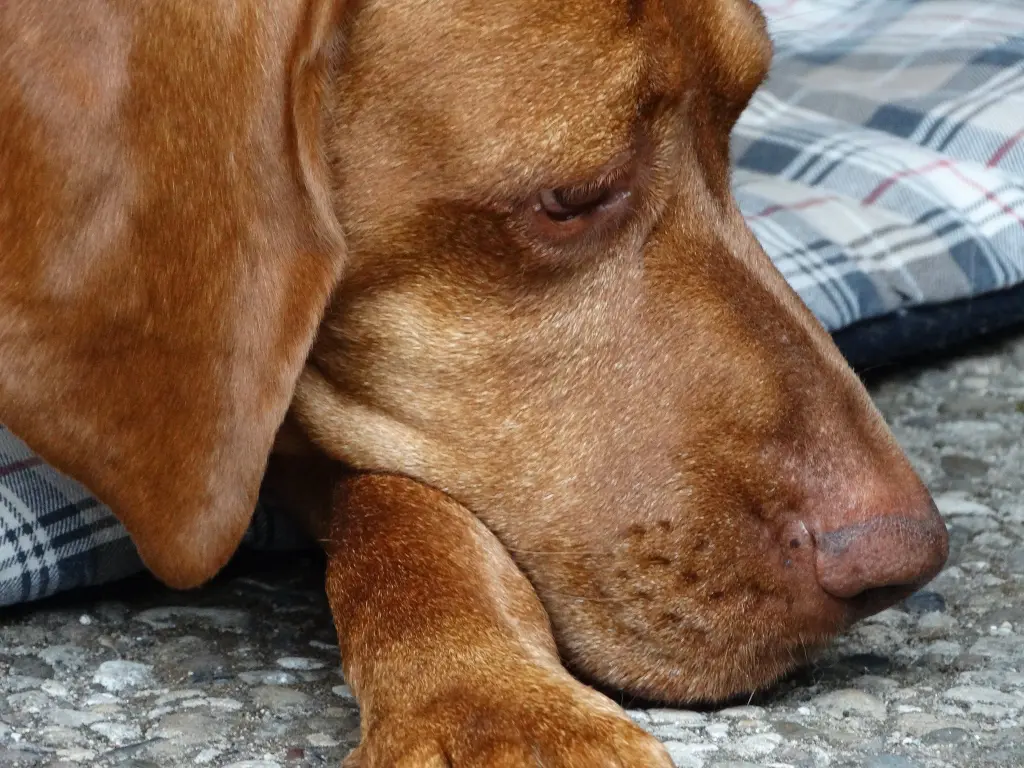 Condolence image of Teresa  Radziwiłł 