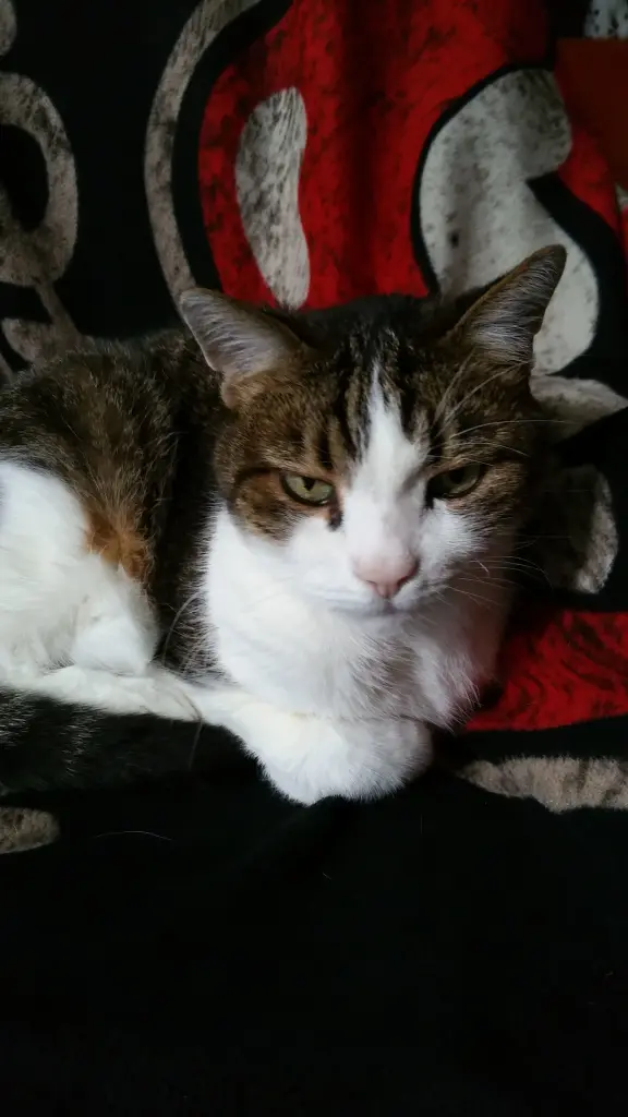 Condolence image of Tanja mit Timmy im Herzen