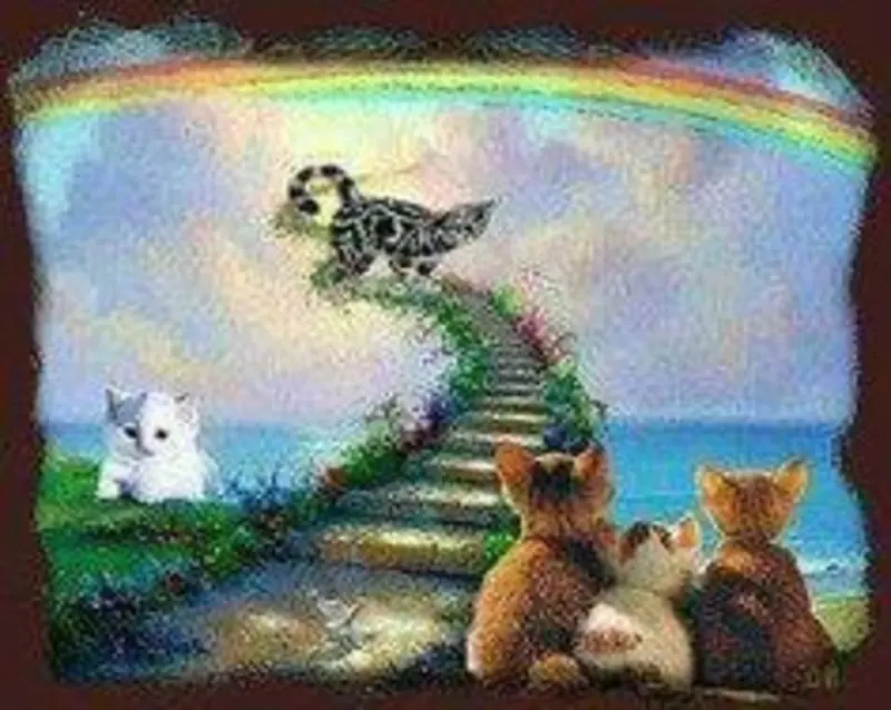 Condolence image of Tanja mit Timmy im Herzen
