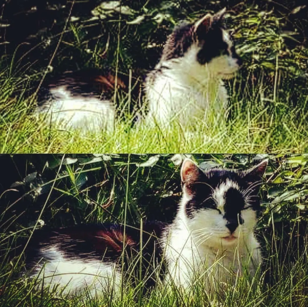 Image from Lucky