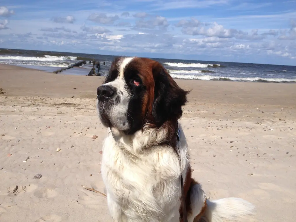 Image from Bernhard