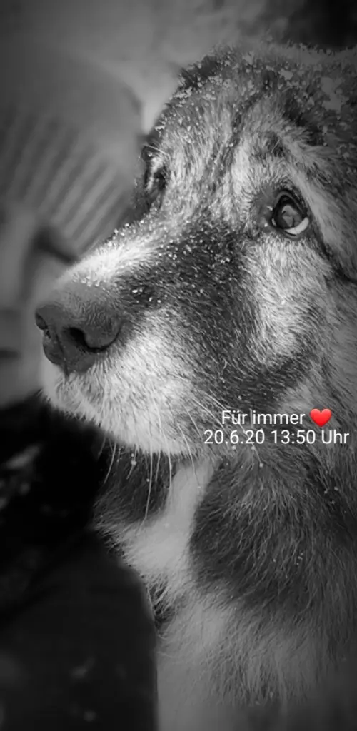 Condolence image of Christine mit Bärli