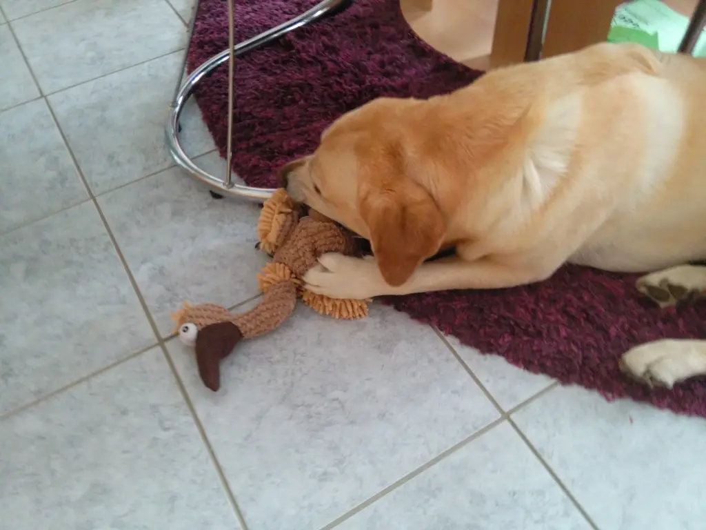 Image from Bruno