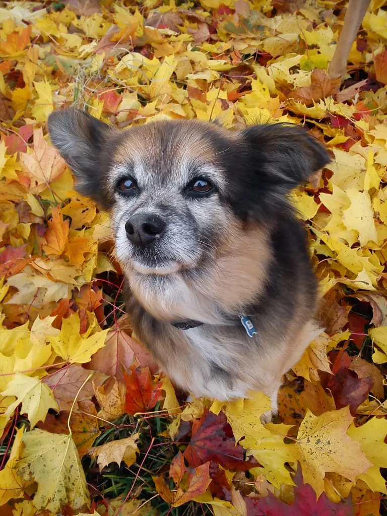 Image from Frodo