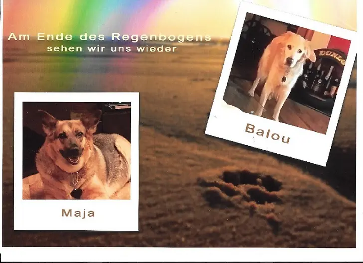Image from Maja und Balou