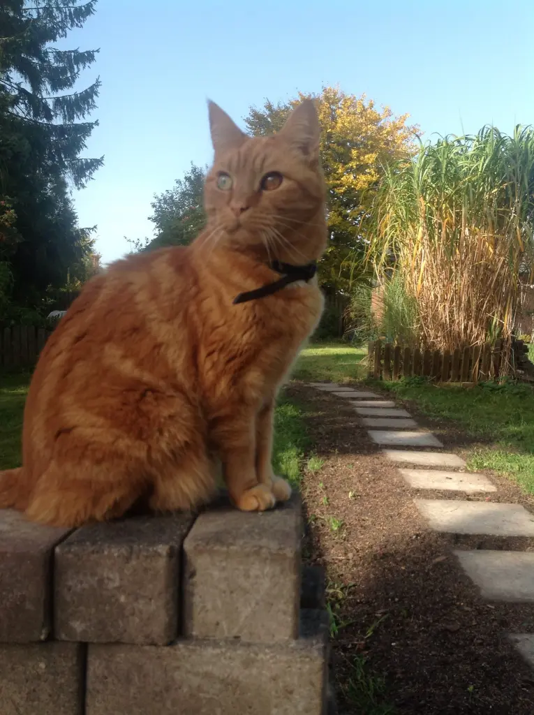 Image from Garfield