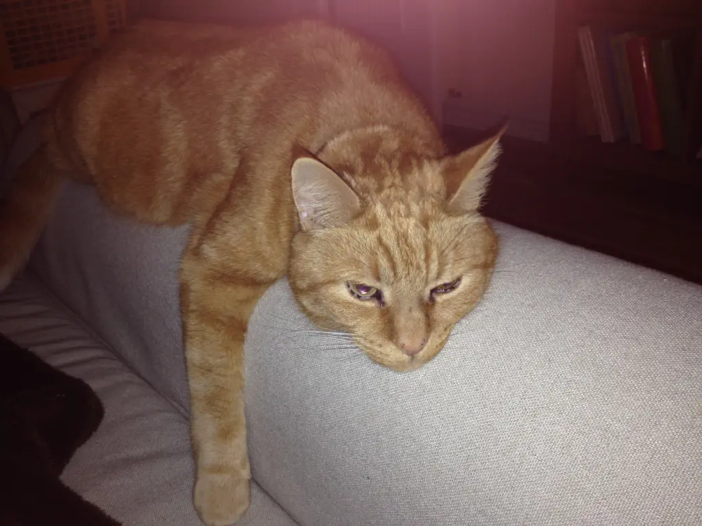 Image from Garfield