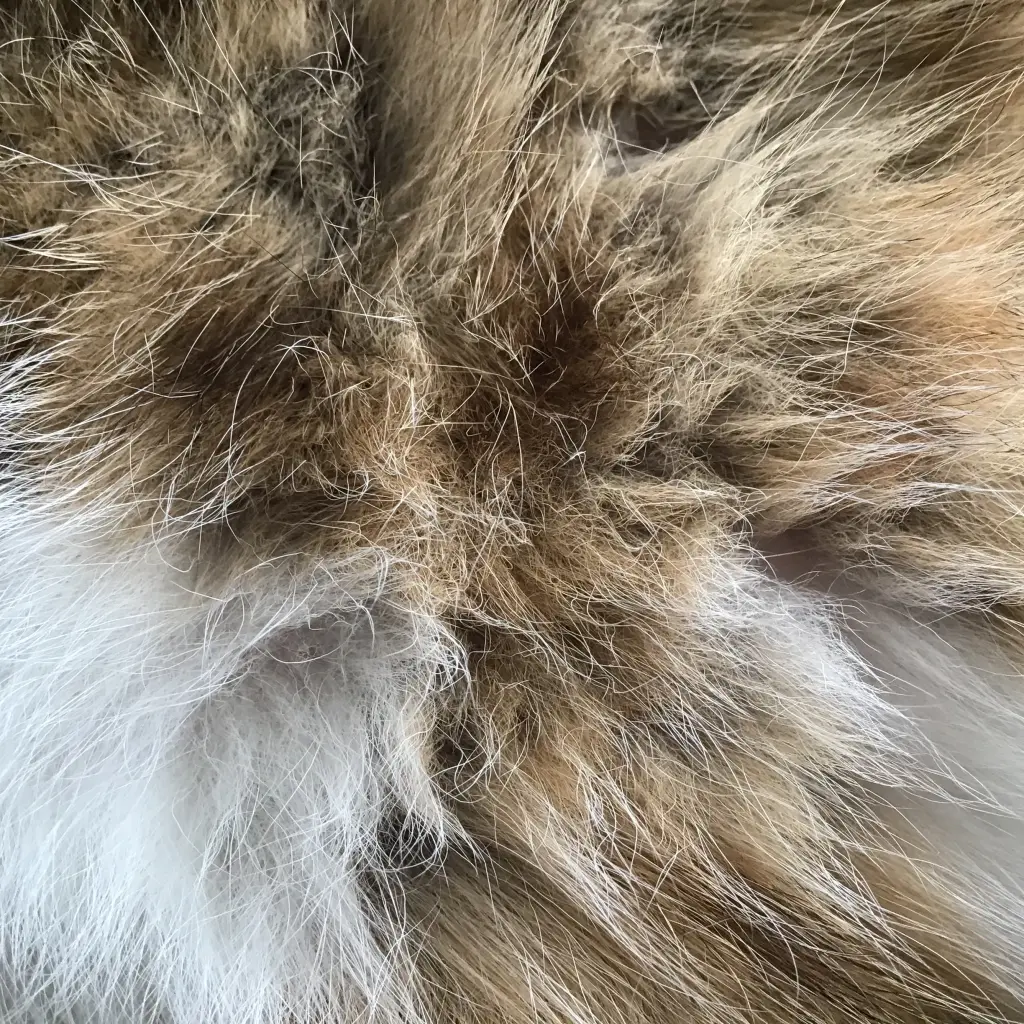 Image from Phoebe