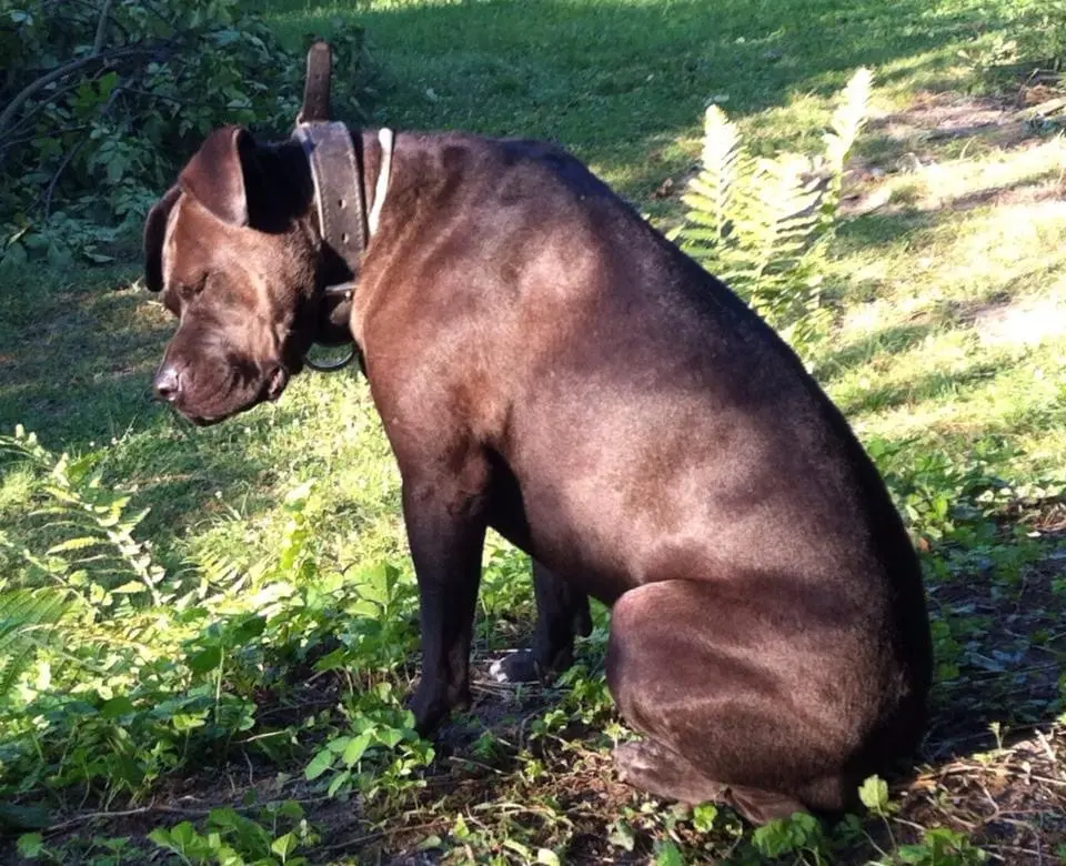 Image from Muffin