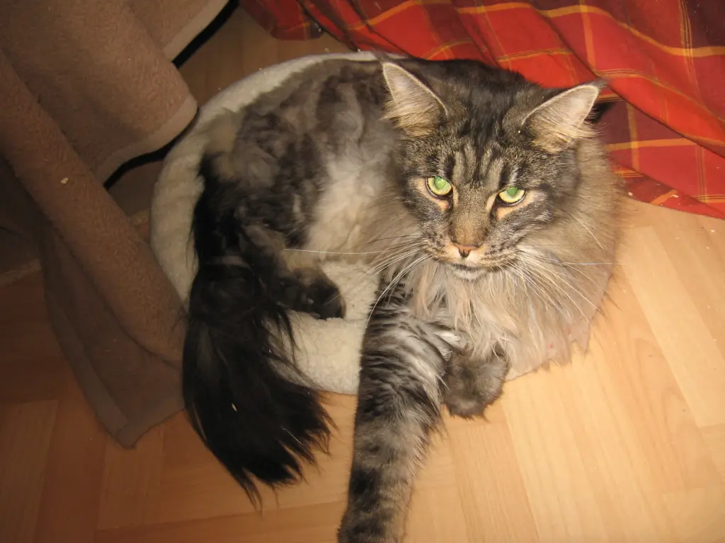 Condolence image of Herrchen und Frauchen
