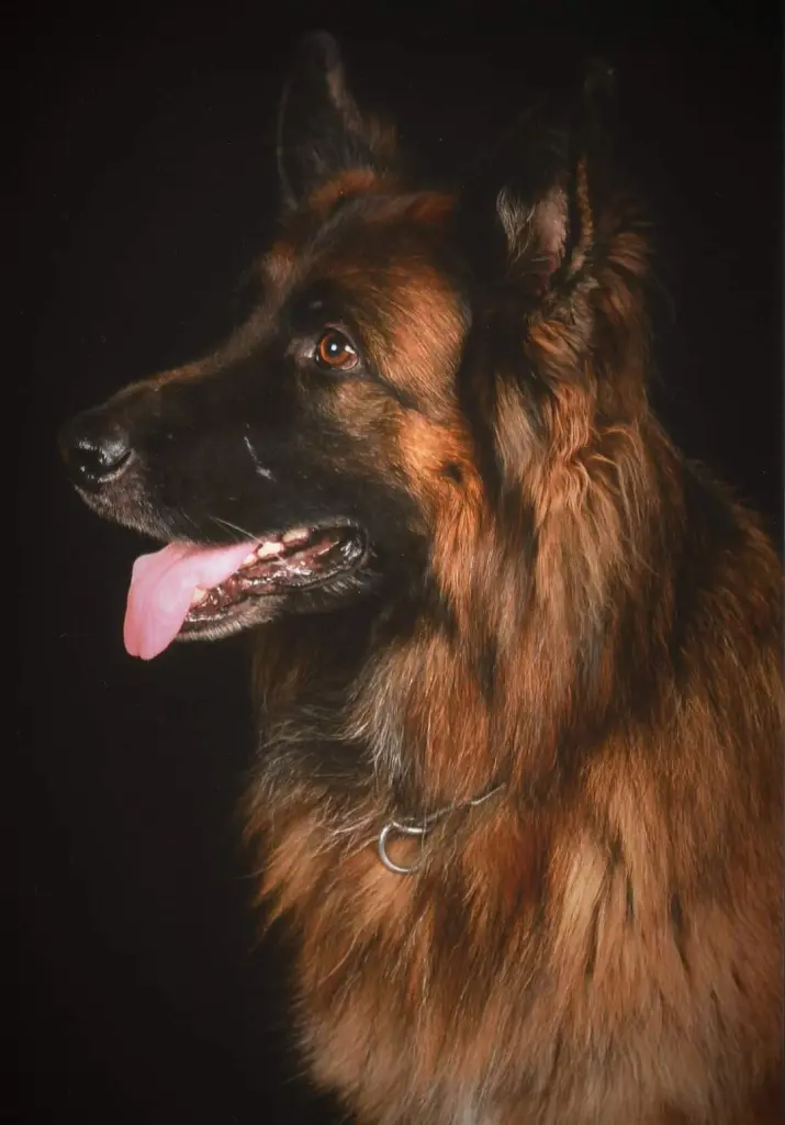 Image from Drago
