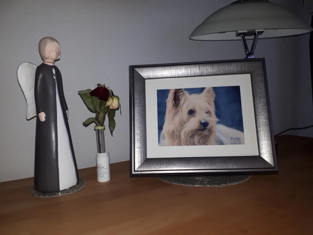 Image from Snoopy