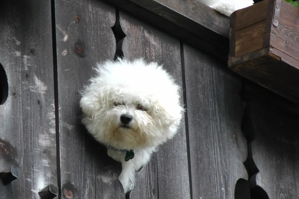 Image from Prince