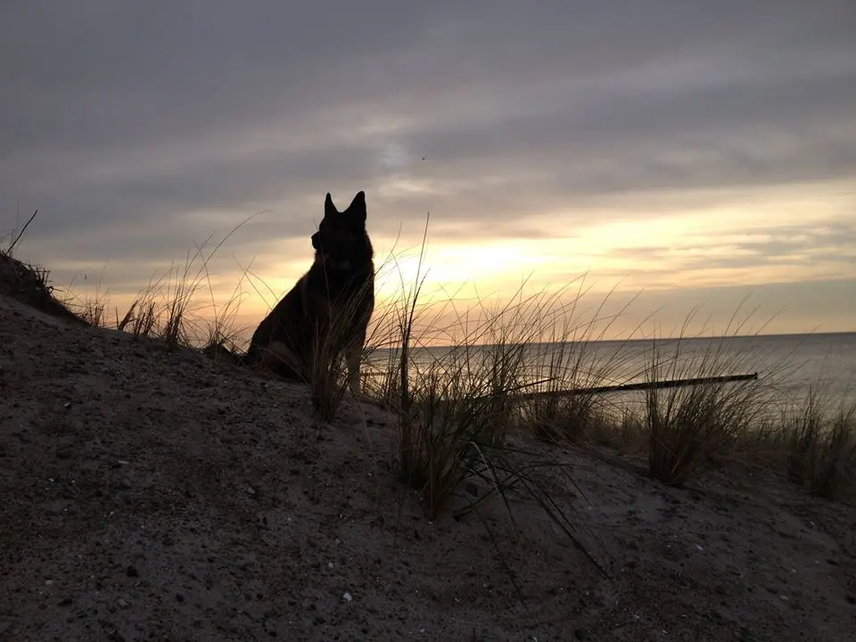 Image from Rocky