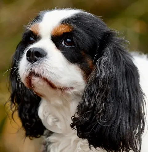 Andachtsbild von Iris mit Finja, Herzchen und Dagon im Herzen
