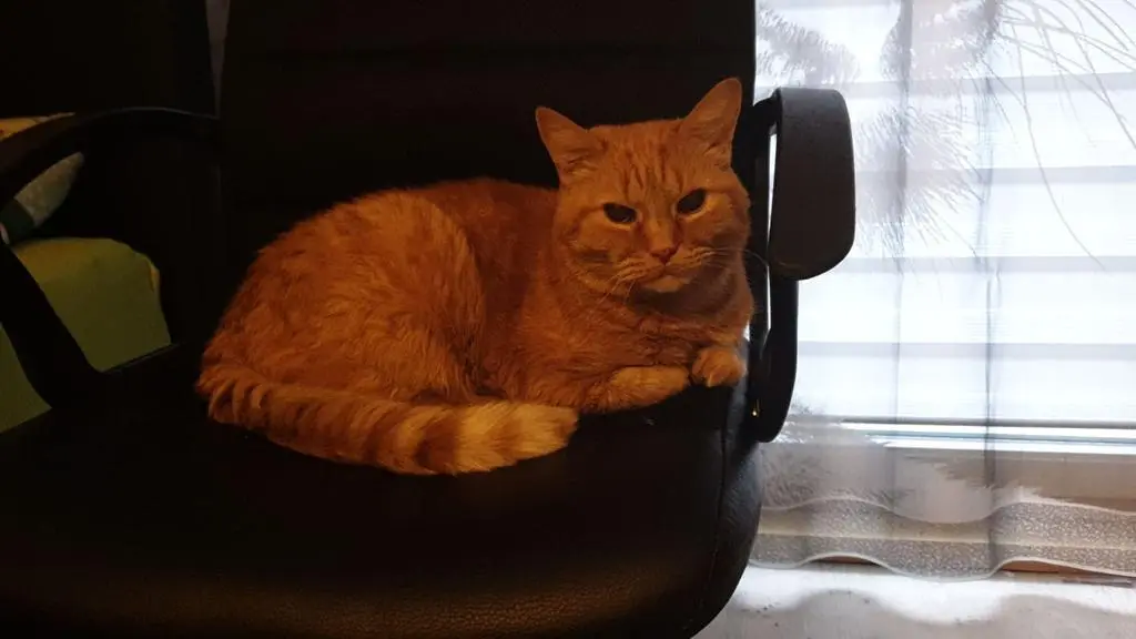 Image from Garfield