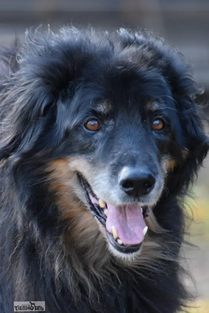 Andachtsbild von Iris mit Dagon, Finja und Herzchen im Herzen 