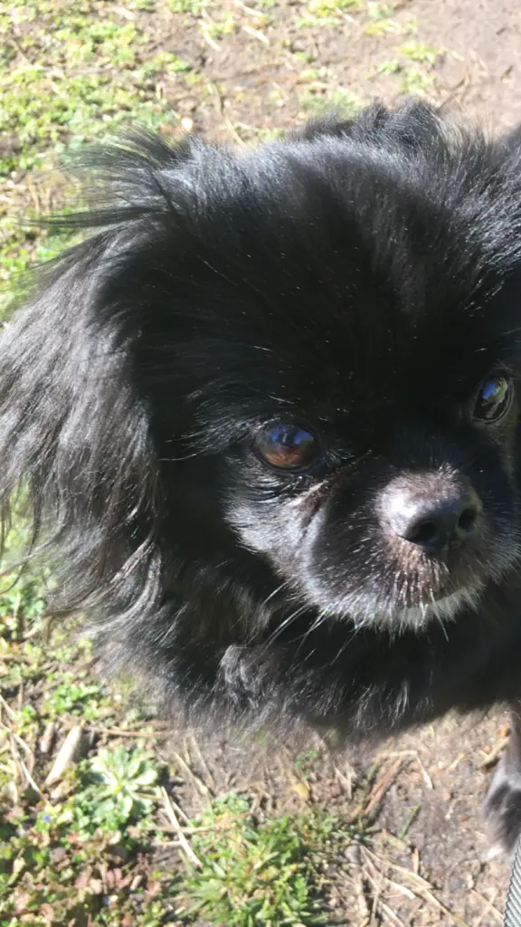 Andachtsbild von Ruth mit Atica im Herzen 