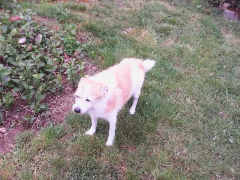 Andachtsbild von Goldmann