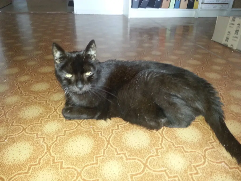 Image from Blacky