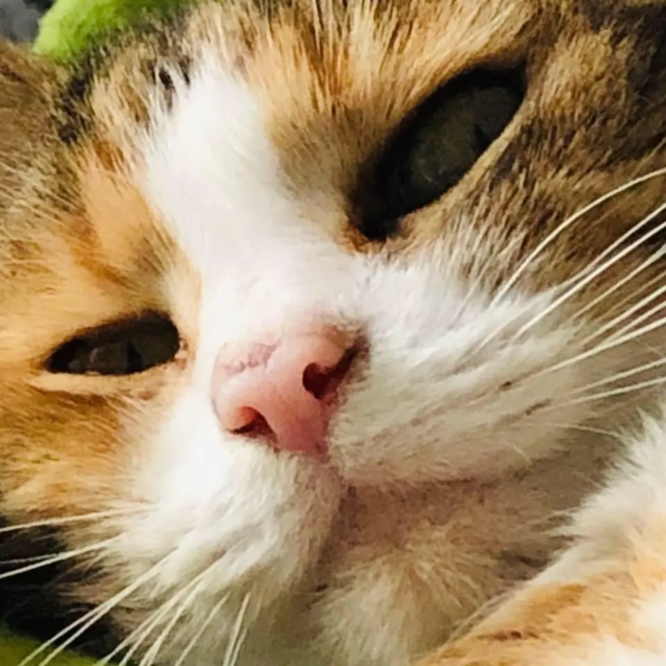 Andachtsbild von Kirsten mit Sally ganz tief im Herzen