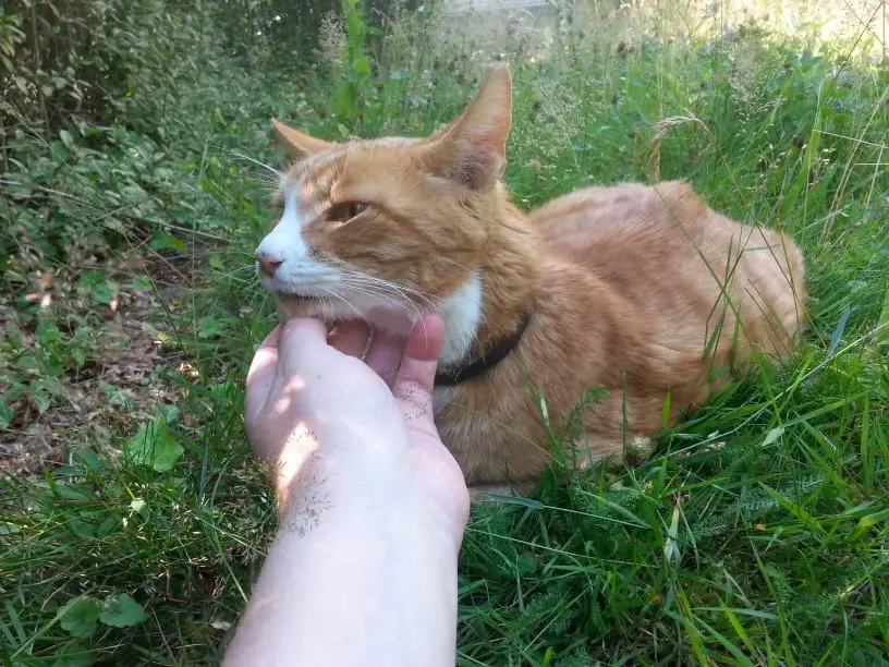 Andachtsbild von Heinz mit Lisa, Kuddel und Max im Herzen