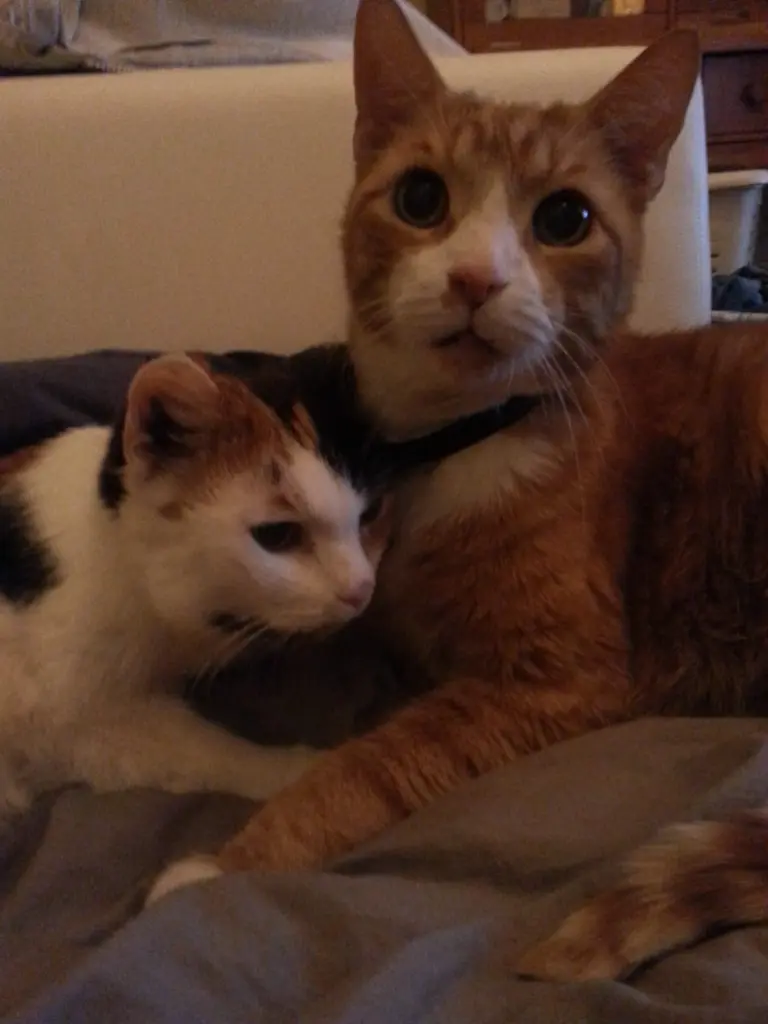 Andachtsbild von Heinz mit Lisa, Kuddel und Max im Herzen