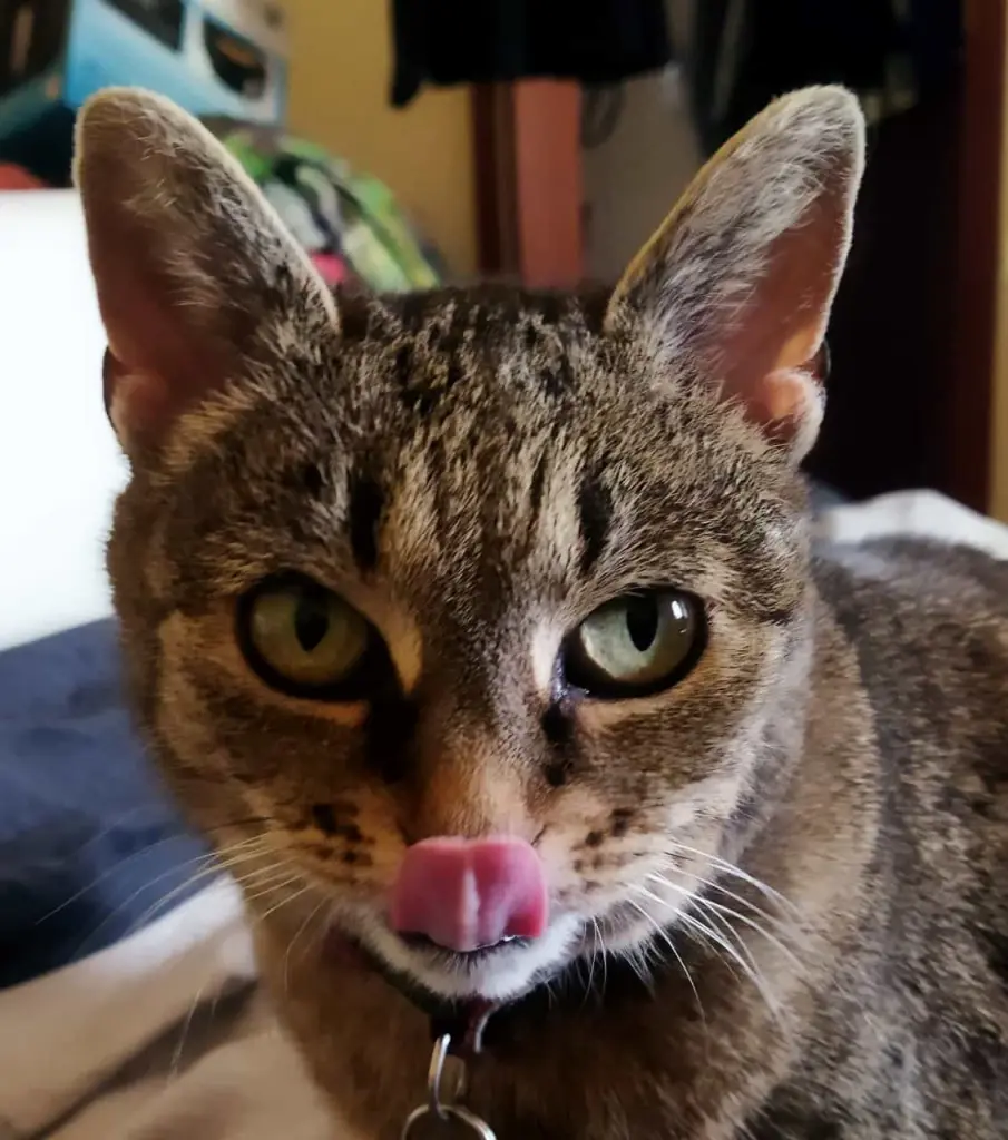 Andachtsbild von Heinz