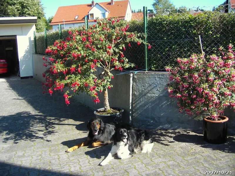 Andachtsbild von Brigitte mit Nelly, Benny und Axel im Herzen