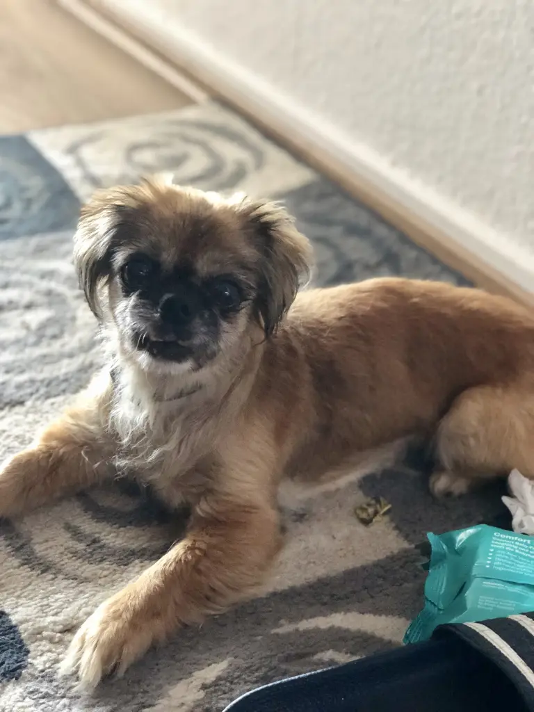 Bild von Luna (Lulu)