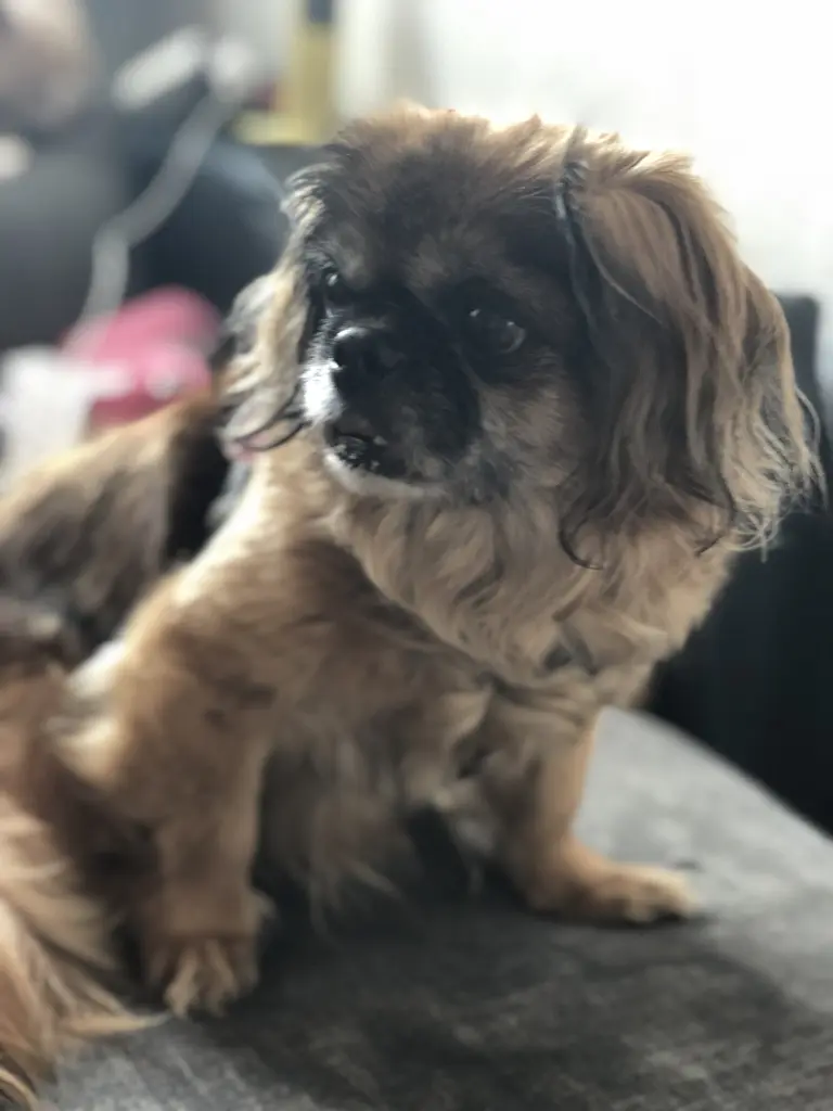 Bild von Luna (Lulu)