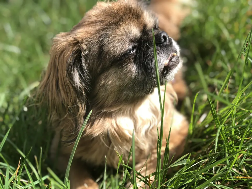 Bild von Luna (Lulu)