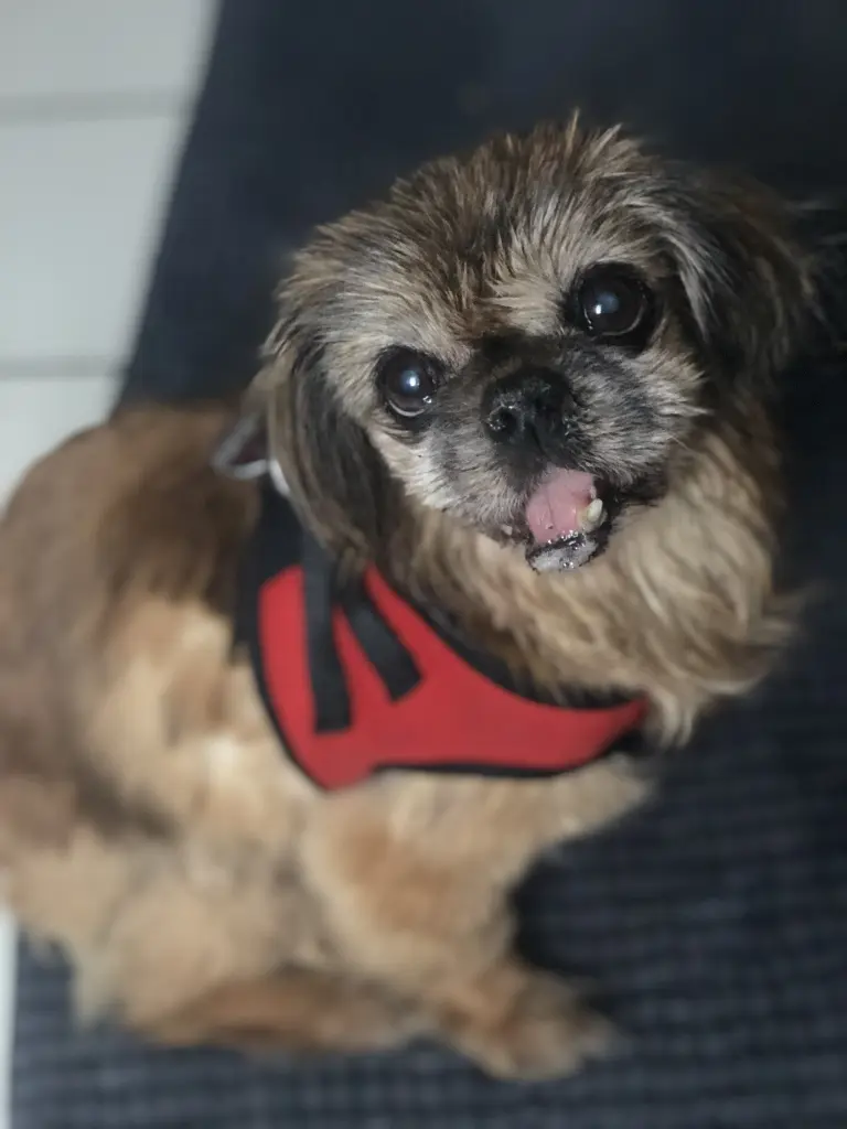 Bild von Luna (Lulu)