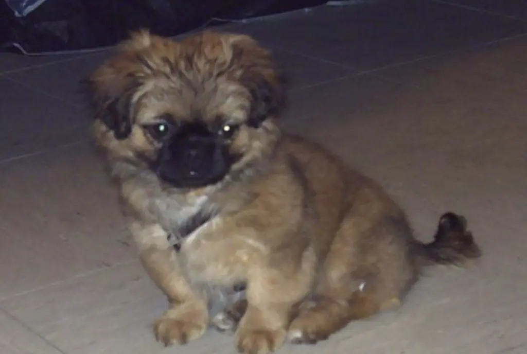 Bild von Luna (Lulu)