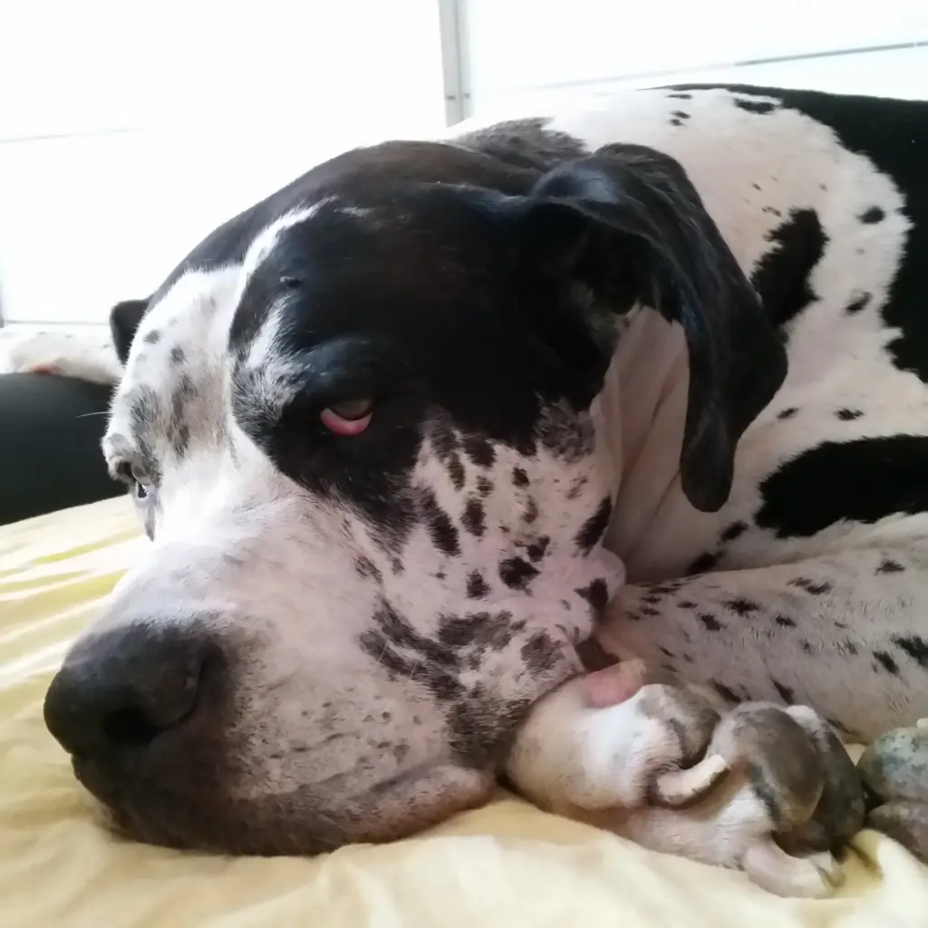 Andachtsbild von Daniela mit Sniper im Herzen