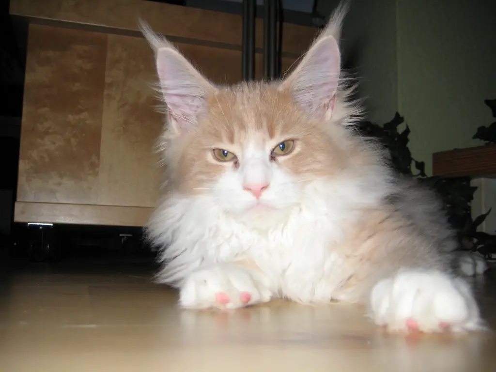 Condolence image of Claudia