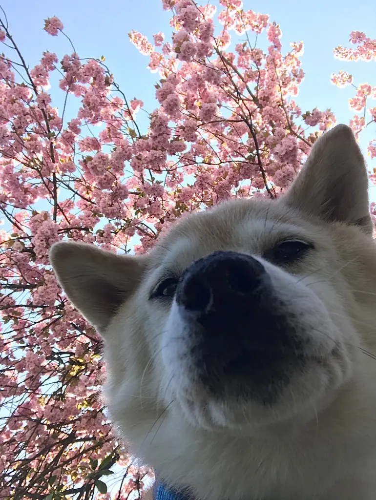 Image from Youko