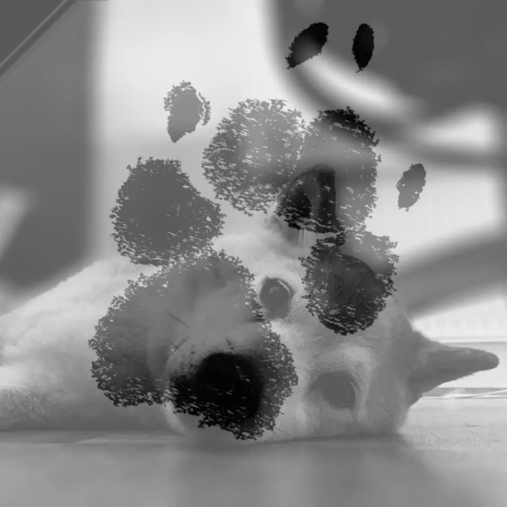 Image from Youko
